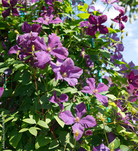 Aesthetic blooming purple clematis wall cottagecore trend. Vibrant violet climber liana blossoms cover hedge in lush summer garden against blue sky background cinematic view.