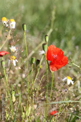 Red Wild Poppy Flower and Green Seed Pods in Meadow.
