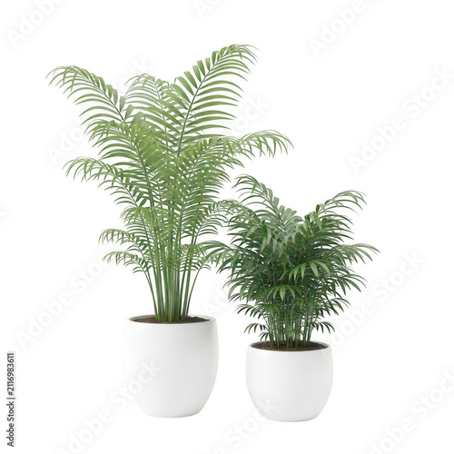 Two lush fern plants in white pots