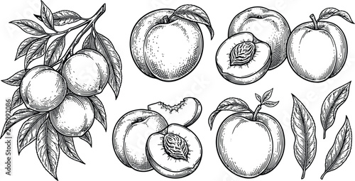 Detailed hand drawn peach fruits on a branch with leaves and sliced sections in a vintage botanical etching style botanical illustration vegetarian ingredient monochrome isolated