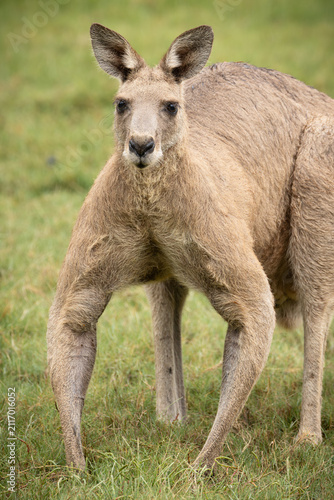 A buck or a boomer, a large male Eastern grey kangaroo, poses with its impressively muscled forearms as it looks warily at something in the bush at Arundel wetlands on the Gold Coast in Australia.