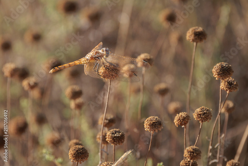 Libélula posada sobre una flor seca de santolina en verano, Beniarrés, España