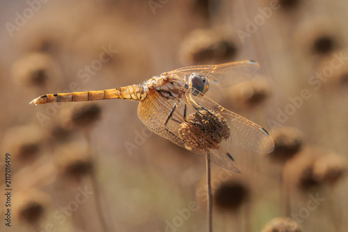 Libélula posada sobre una flor seca de santolina en verano, Beniarrés, España