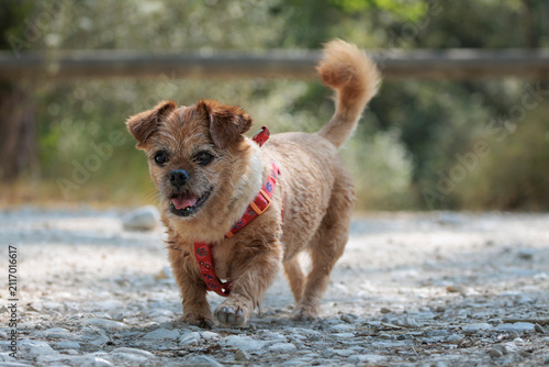 Perrita mayor con el pelo mojado caminando por un camino de tierra con espacio para texto