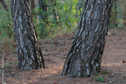 Troncos de pino con corteza rugosa en el suelo cubierto de acículas de un bosque mediterráneo