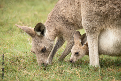 A mother kangaroo and her joey or baby, happily feed on the grass in a field, with the joey lying in the mother's pouch while grazing at Arundel wetlands on the Gold Coast in Queensland, Australia. 