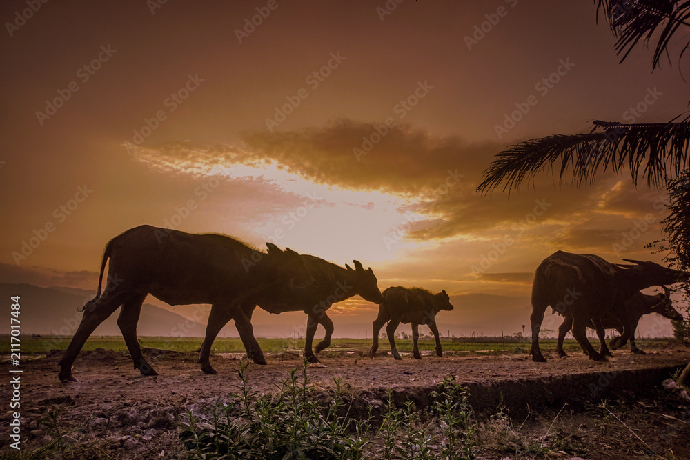 Fototapeta premium herd of horses
