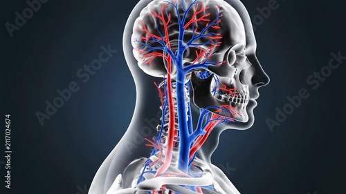 Human circulatory system with skeleton and heart anatomy 3D rendering