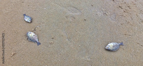 Foto Dead Fish and Marine Life Stranded on Sandy Beach After Low Tide, Environmental Marine Ecosystem Crisis Concept