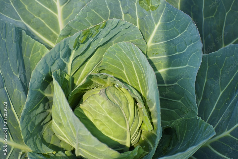 Fototapeta premium Fresh green cabbage plant growing in agricultural farm close up macro shot.