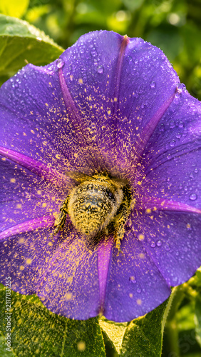 Macro Shot of a Honeybee Collecting Pollen Inside a Vibrant Purple Flower