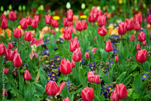 Tulips flowering in a garden in London