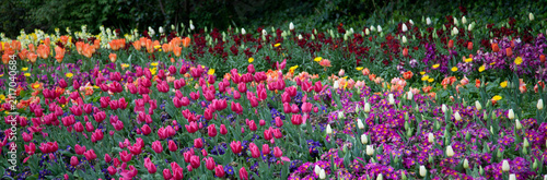 Tulips flowering in a garden in London