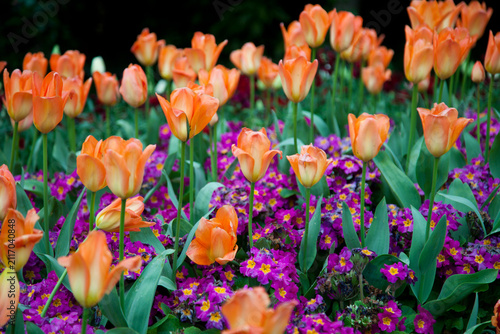 Tulips flowering in a garden in London