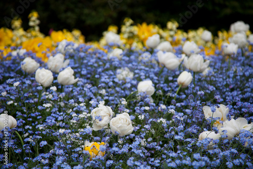 Tulips flowering in a garden in London