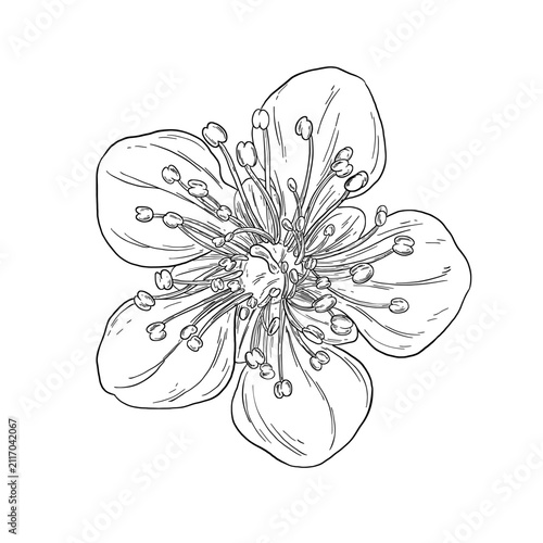Botanical Sketch Japanese Plum Blossom Line Art Illustration