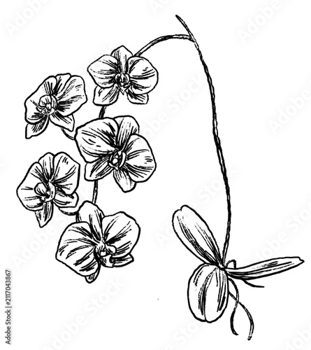 orchid botanical plant sketch illustration