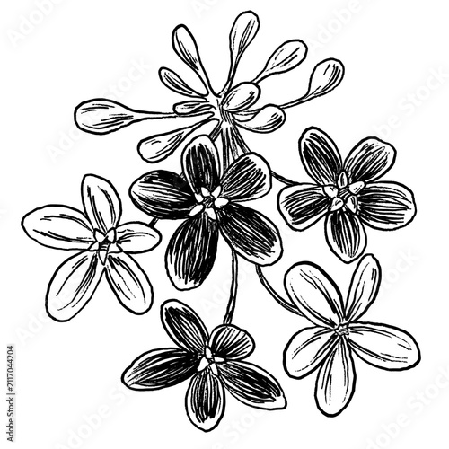 Rangoon Creeper Flower sketch Botanical Illustration Minimal Decorative Tropical Floral Design