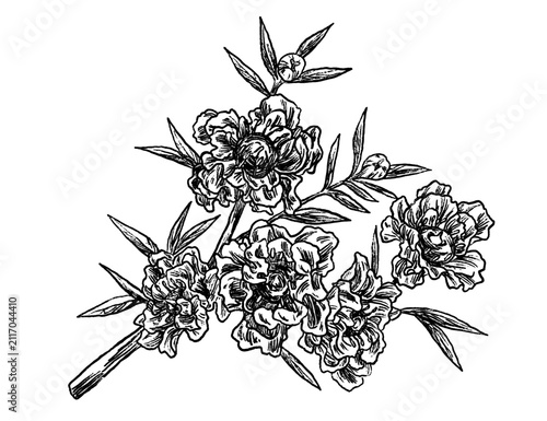 Manuka kanuka flower set botanical sketch illustration	