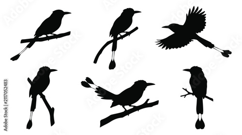 A set of six motmot bird in various poses silhouette vector icon illustrations on a white background
