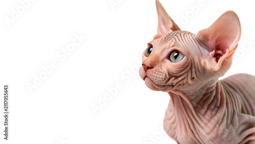 Canvas Print Cute wild hairless sphinx cat sitting alert isolated on transparent background f