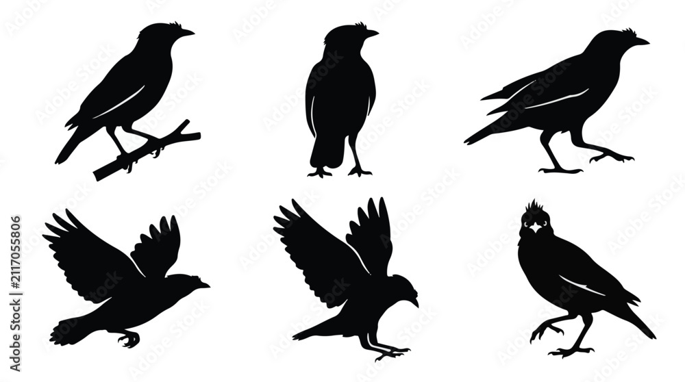 Obraz premium A set of six myna bird in various poses silhouette vector icon illustrations on a white background 