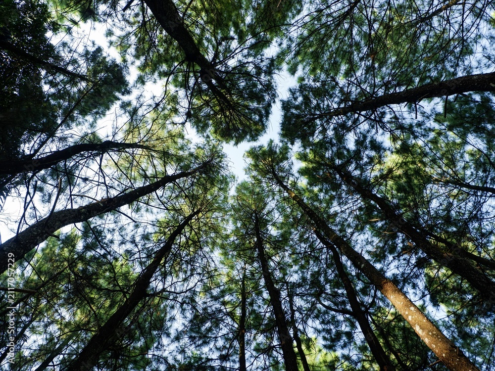 Fototapeta premium Low angle view looking up at tall pine tree canopy against a bright sky in a dense forest.