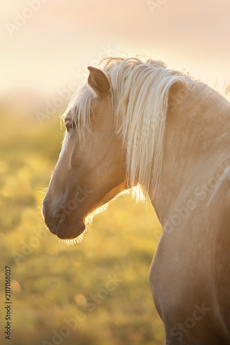 Cremello mare on sunset light