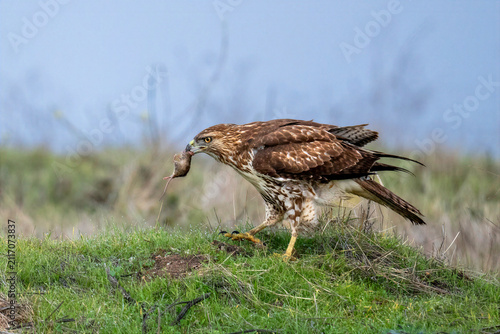 Canvastavla Red-tailed hawk hunting with prey in grassy field at Byxbee Park