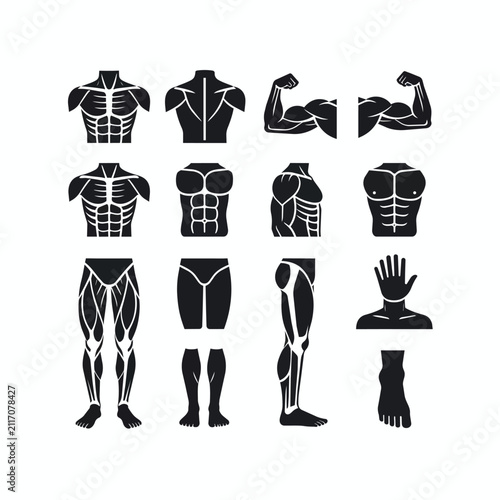 Anatomical human body parts showing musculature and skeletal structure for fitness and health