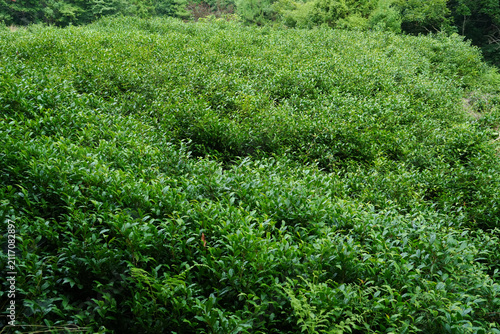 静岡県_静岡市葵区上坂本_茶畑