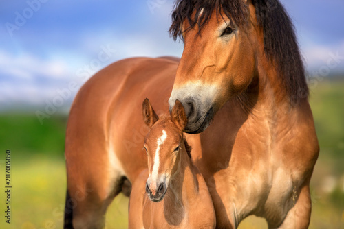 Canvas Print Bay belgian draft mare and foal