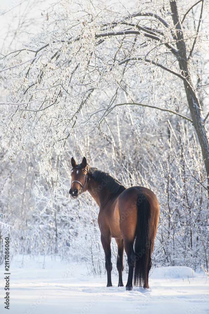 Naklejka premium Horse portrait in snow forest