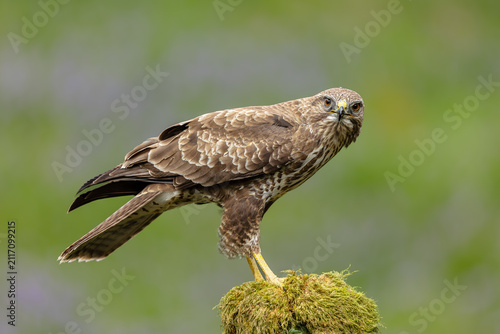 Fotografía Buzzard, Scientific name: Buteo buteo, Close up of a common buzzard, perched on a moss covered tree stump and facing front with an intent stare