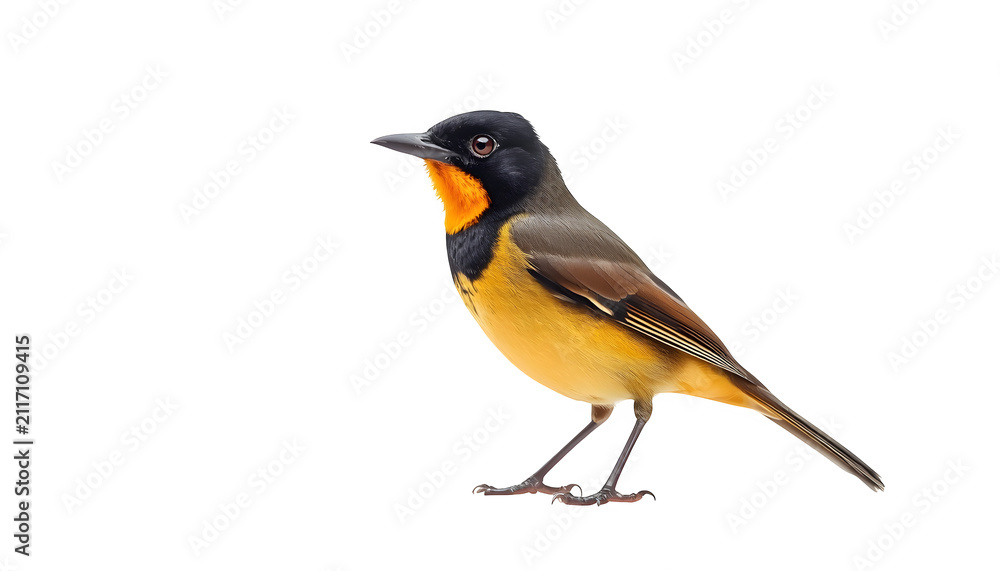 Fototapeta premium whistler, bird, yellow, avian, nature, animal, wildlife, plumage, feathers, songbird, small, perched, isolated, white, background, colorful, bright, golden, neck, throat.