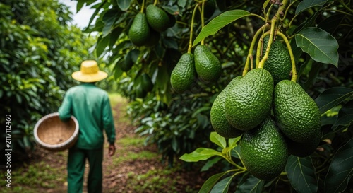 Fresh avocados ripening on the branch in a tropical plantation with a farmer carrying a basket in the background