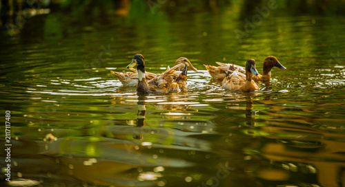 Fotografie wild ducks with family