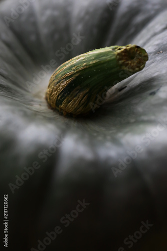 Close-Up of a Green Pumpkin Stem with Textured Surface and Natural Light