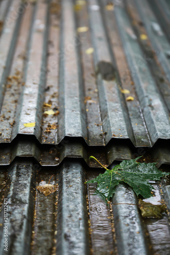 Quadro su tela Leaf on Corrugated Metal Roof: Nature Meets Urban Texture in Subtle Harmony