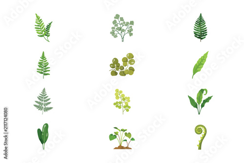 Fotografía Fern and foliage plant collection featuring various green leafy varieties for bo