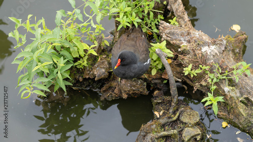 Birds of Germany - Fulica atra - Eurasian Coot Resting on Tree Trunk in Water