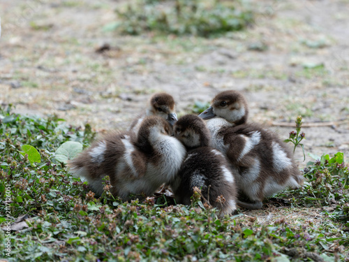 Birds of Germany - Alopochen aegyptiaca - Four Goslings Resting Closely Together