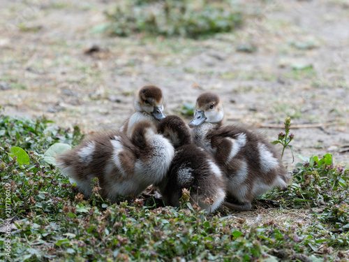 Birds of Germany - Alopochen aegyptiaca - Four Goslings Resting Closely Together