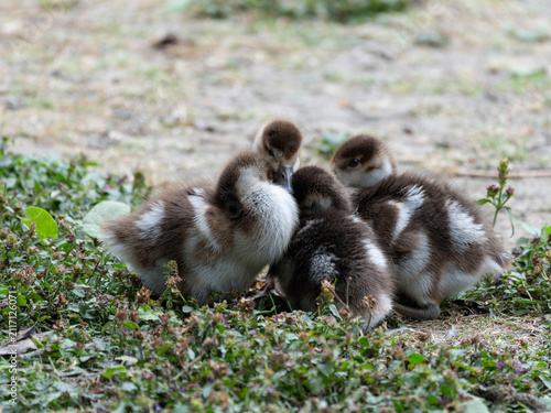 Birds of Germany - Alopochen aegyptiaca - Four Goslings Resting Closely Together