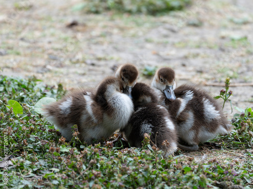 Birds of Germany - Alopochen aegyptiaca - Four Goslings Resting Closely Together
