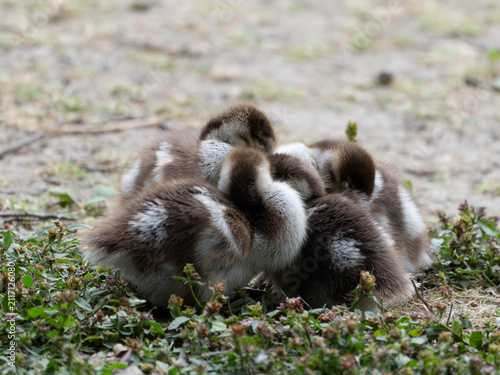 Birds of Germany - Alopochen aegyptiaca - Four Goslings Resting Closely Together