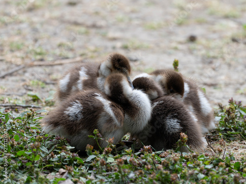 Birds of Germany - Alopochen aegyptiaca - Four Goslings Resting Closely Together