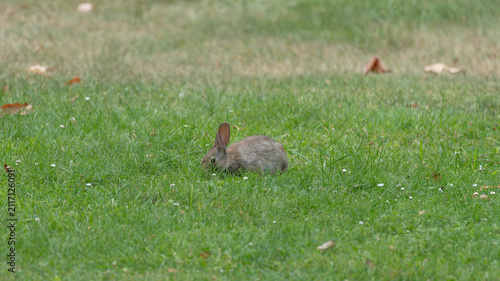 Wildlife of Europe - Lepus europaeus - Young European Hare Resting in Meadow