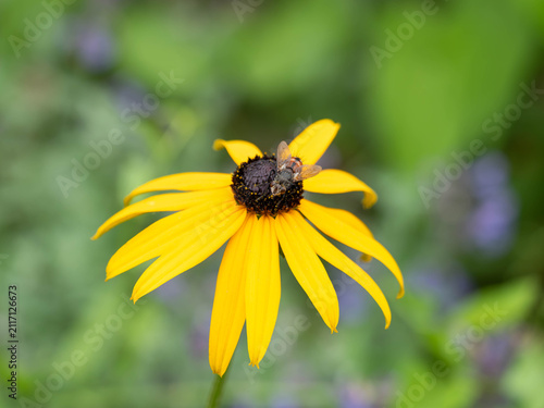 Konstfotografi Bio Diversity - Tachina fera - Tachinid Fly on Black Eyed Susan Flower