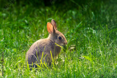 Side view of a wild brown cottontail rabbit sitting in vibrant green grass eating a leaf on a sunny day.